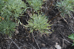Artemisia marschalliana