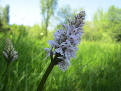 Dactylorhiza maculata