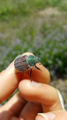 Paracotalpa granicollis