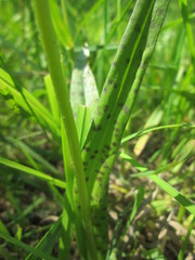 Dactylorhiza maculata