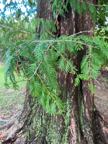 Metasequoia glyptostroboides, 2026-10-12