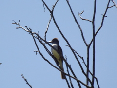 Myiarchus tyrannulus