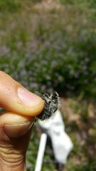 Paracotalpa granicollis