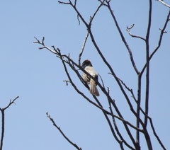 Myiarchus tyrannulus