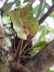Pleurothallis matudana