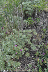 Artemisia marschalliana