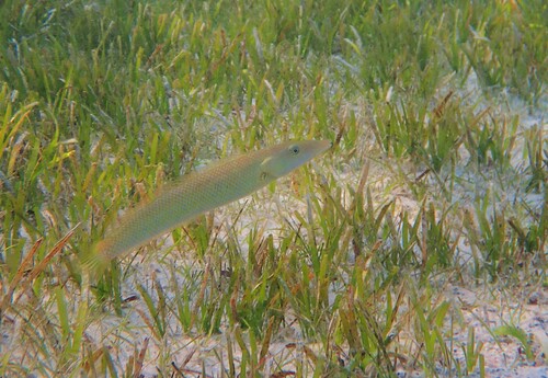 Cheilio inermis observed 2026-10-22