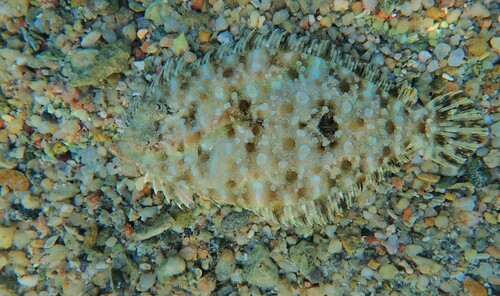 Bothus pantherinus observed 2026-10-22