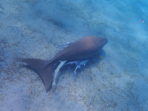 Dugong dugon, 2026-10-22
