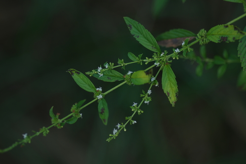 Condea verticillata observed 2026-10-22