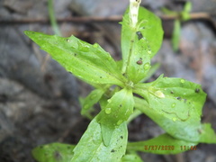 Gratiola neglecta