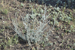 Artemisia nitrosa