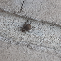 Philopedon plagiatum