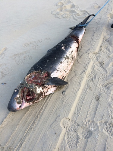 Pygmy Sperm Whale photographed in North Carolina