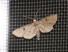Tornos punctata