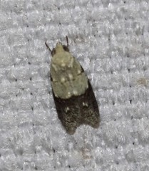 Tracholena sulfurosa