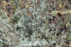 Artemisia nitrosa