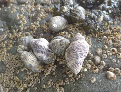 Acanthinucella punctulata