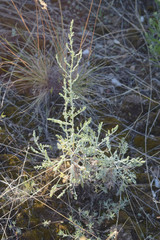 Artemisia nitrosa