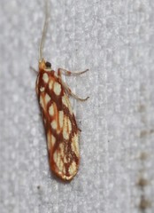Lactura panopsia