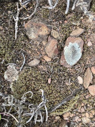 Pseudocrossidium crinitum