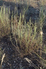 Artemisia pauciflora