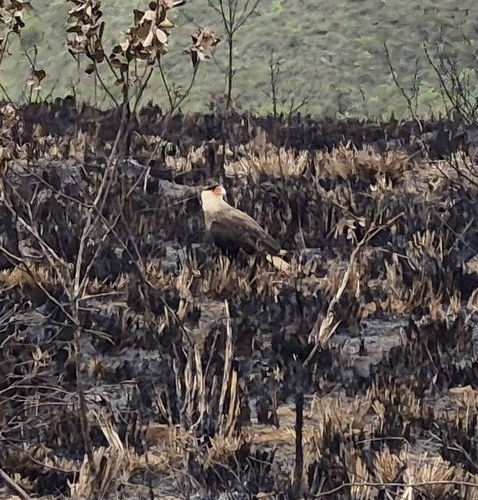 Crested Caracara