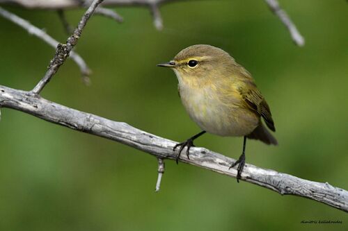 iNaturalist image