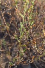 Artemisia pauciflora