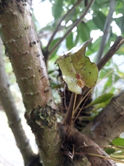 Pleurothallis matudana