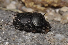 Onthophagus verticicornis