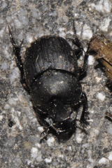 Onthophagus verticicornis