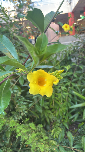 Allamanda cathartica observed 2026-10-22