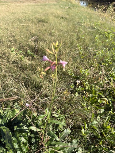 Oenothera filiformis, 2026-10-21