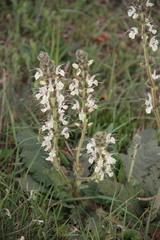 Salvia austriaca