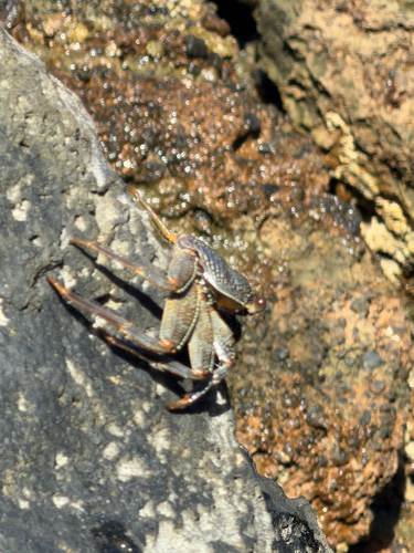Grapsus tenuicrustatus observed 2026-10-21