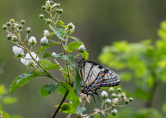 Papilio appalachiensis