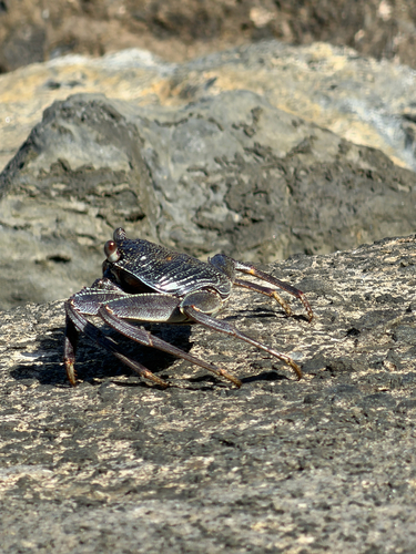 Grapsus tenuicrustatus observed 2026-10-21