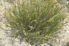 Artemisia salsoloides