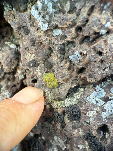 Soil Paint Lichen