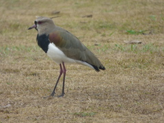 Vanellus chilensis