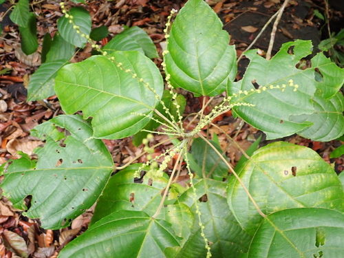 Aparisthmium cordatum observed 2026-10-15
