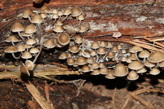 Mycena subgalericulata
