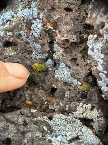 Soil Paint Lichen