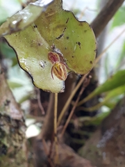 Pleurothallis matudana