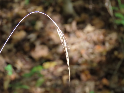 Brachyelytrum erectum, 2026-10-22