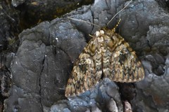 Catocala ilia-complex