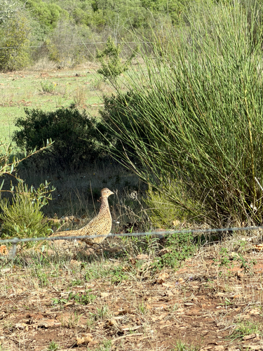 Ring-necked Pheasant