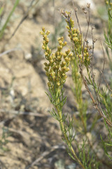 Artemisia salsoloides