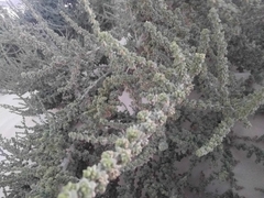 Traganum moquinii